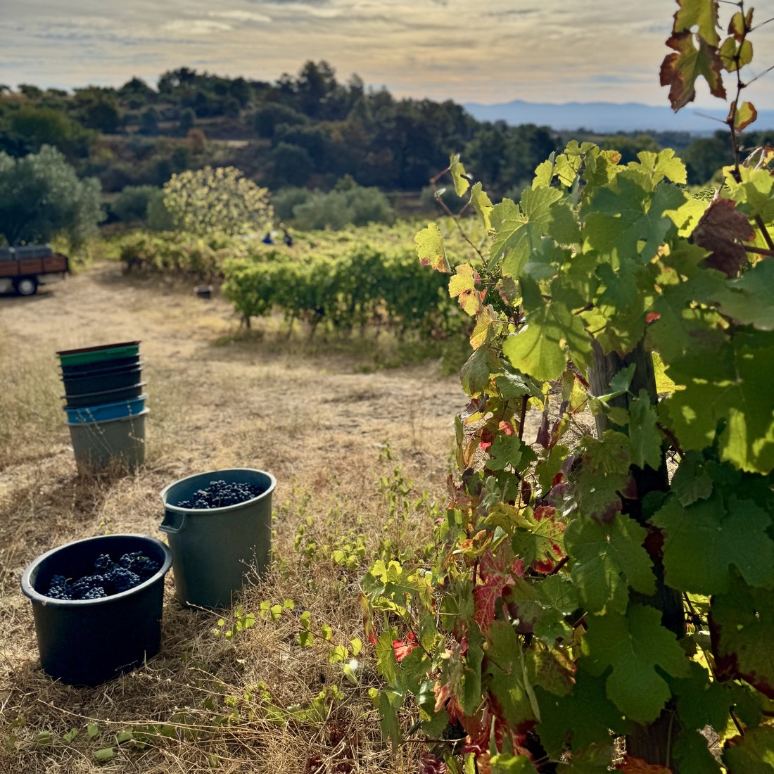 Vindima na Quinta Ribeira do Moinho, cestos de uvas colhidas junto à vinha ao entardecer